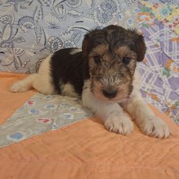 Sir Percival - White black and tan male Wire Fox Terrier puppy in Lancaster, Missouri from Missouri Meadows Farm