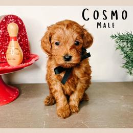 Cosmo - Red  male Goldendoodle puppy in Hilton, New York from The House of Goldendoodle