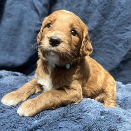 Rudder - Red  male Goldendoodle puppy in Placerville, California from New Dawn Poodles and Doodles