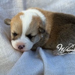 Standard boy 1,200 - Red male Pembroke Welsh Corgi puppy in Nashville, Arkansas from Whisenhunt Farms