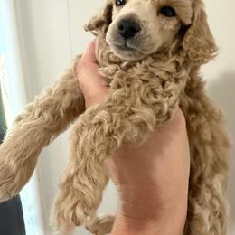 Boy 3 AKC Merlin - Apricot male Poodle puppy in Lees Summit, Missouri from Divine K9s LLC