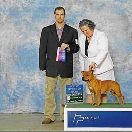 Staffordshire Bull Terrier All Grown Up from Chemstaff Kennels