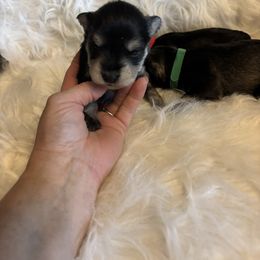 Bandit - Black and silver male Miniature Schnauzer puppy in Atoka, Oklahoma from Boggy Depot Cavaliers & Friends