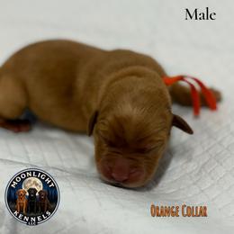Chance Orange Collar - Yellow male Labrador Retriever puppy in Elloree, South Carolina from Moonlight Kennels LLC