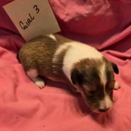 Biscuit g3 - White and sable female Shetland Sheepdog puppy in Caldwell, Texas from Candyce Witte
