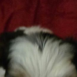 Yorkshire Terriers from Browns love of yorkies