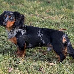 Dunkin - Dachshund