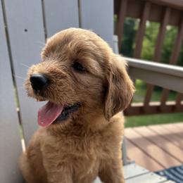 Goldendoodle Puppies from Doodifuldoods