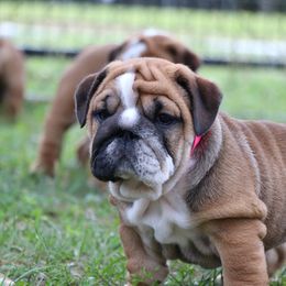 Bulldog Puppies from Magnificent Bulldogs