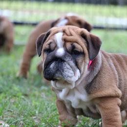 Bulldog Puppies from Magnificent Bulldogs
