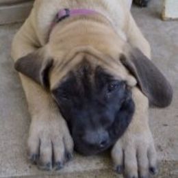 Mastiffs from Lone Star Legends Mastiffs