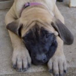 Mastiffs from Lone Star Legends Mastiffs