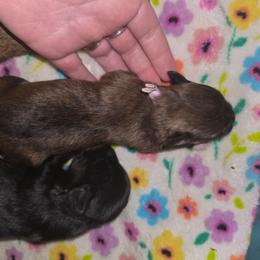Lilly ( now Sophie ) spoken for - Brindle female Companion Cross puppy in West Enfield, Maine from GRIFFEY'S SPA AND KENNEL