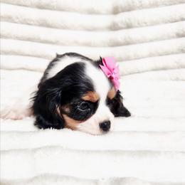 Orchid - Tri-color female Cavalier King Charles Spaniel puppy in Wilburton, Oklahoma from My Kids Kennel