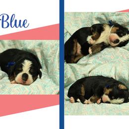 Girl 1 - Black rust and white female Bernese Mountain Dog puppy in Elkton, Maryland from Bernese Beauties
