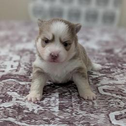 Sami Female - Blue female Pomsky puppy in Hurleyville, New York from My Crazy Pomskys