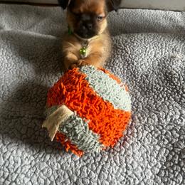 Green band - Chocolate and tan male Yorkshire Terrier puppy in White Pigeon, Michigan from Shorkie puppies