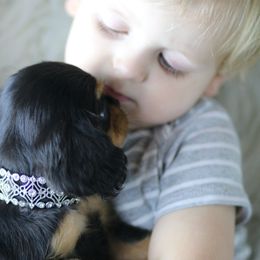 Cavalier King Charles Spaniel Puppies from Applewood Cavaliers