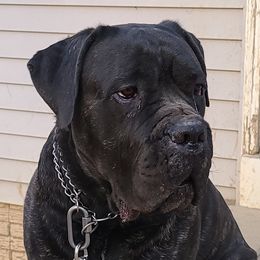 Draco - Cane Corso