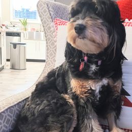 Jessi - Bernedoodle