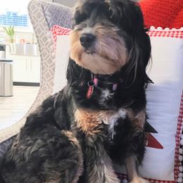 Jessi - Bernedoodle