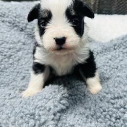 Sassy - Black tri female Toy Australian Shepherd puppy in Garvin, Oklahoma from Hochatown Awesome Aussies
