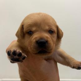Bruno Blue Collar - Yellow male Labrador Retriever puppy in Elloree, South Carolina from Moonlight Kennels LLC