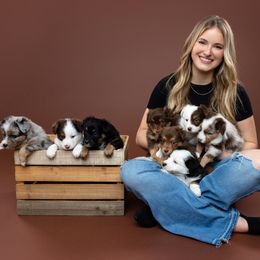Miniature Australian Shepherd puppies from Kari's Mini Aussies