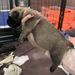 Mastiff Puppies from Halfway Creek Farms