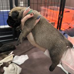 Mastiff Puppies from Halfway Creek Farms