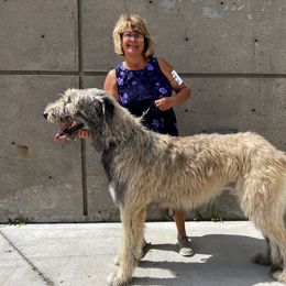 Stryder - Irish Wolfhound
