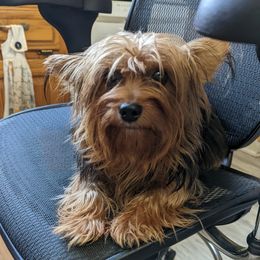 Marinda - Yorkshire Terrier
