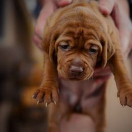 Vizsla Puppies from Ana Lane Vizslas