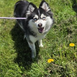 Gigi - Pomsky