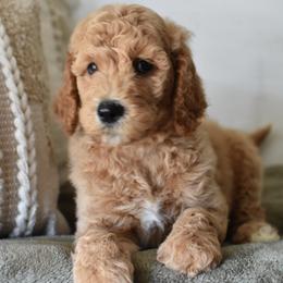 Goldendoodle Puppies from Edge Farm Goldendoodles