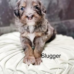 Slugger - Blue merle male Bernedoodle puppy in Pasco, Washington from Camp Doodle Woods
