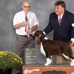 English Springer Spaniels from Coastal English Springers