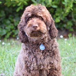 Jackson - Australian Labradoodle