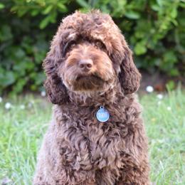 Jackson - Australian Labradoodle