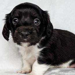T-Rex - Black and cream male Dachshund puppy in Winamac, Indiana from WZ Kennels
