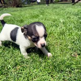 Cole AKC - Black and tan male Chihuahua puppy in Seneca, Missouri from Stephanie’s Puppy Colony