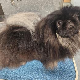 Ginny - Pekingese