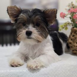 NYX - Black tan and white male Biewer Terrier puppy in Modesto, California from Granny's yorkshire Terrier Modesto California