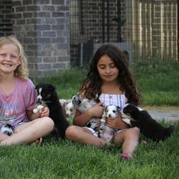 Australian Shepherd, Miniature American Shepherd, Miniature Australian Shepherd, and Toy Australian Shepherd Puppies from Painted Blue Aussies