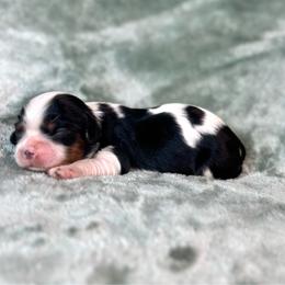 Nana - Tri-color female Cavalier King Charles Spaniel puppy in Bedias, Texas from JSK Aussie and Cavaliers
