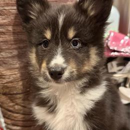 Shadow - Black & tan male Toy Shetland Sheepdog puppy in Magnolia, Texas from Solace Shelties and Pomskies