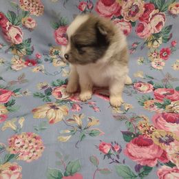 Milo - Tri-colored male Pomeranian puppy in Longview, Washington from Mckee's Pomeranians