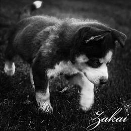 Siberian Husky Puppies from Xk siberians