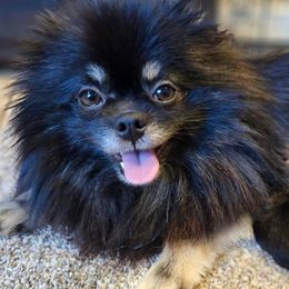 Daville - Pomeranian