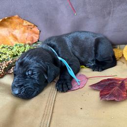 Goose - Black male Great Dane puppy in Climax, Michigan from Beaver Creek Danes